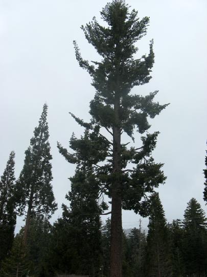 20-Sequoia 0001.JPG